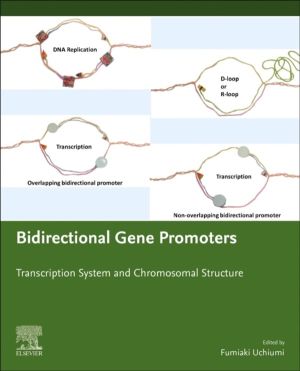Bidirectional Gene Promoters - Transcription system and chromosomal structu