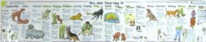 You and Your Dog