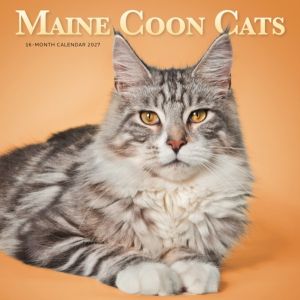 Maine Coon Cats SS ML W
