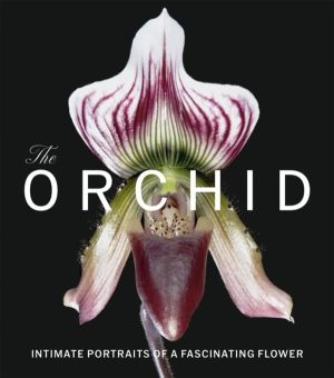 Orchid - Intimate Portraits of a Fascinating Flower