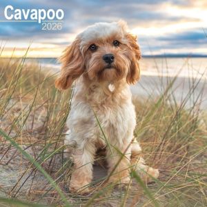 Cavapoo Calendar 2026 Square Dog Breed Wall Calendar - 16 Month