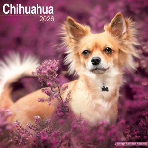 Chihuahua Calendar 2026  Square Dog Breed Wall Calendar - 16 Month