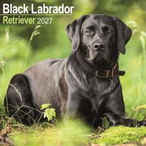 Labrador Retriever Black Wall