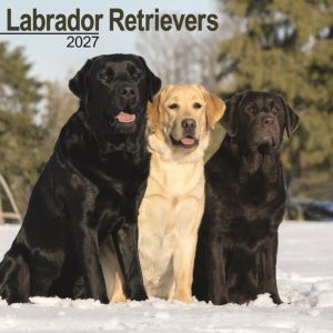 Labrador Retrievers Wall