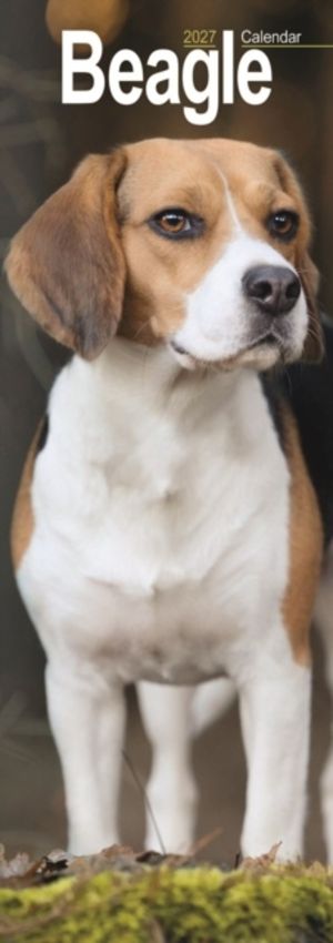Beagle Slim