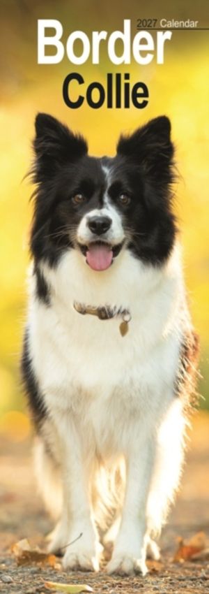 Border Collie Slim
