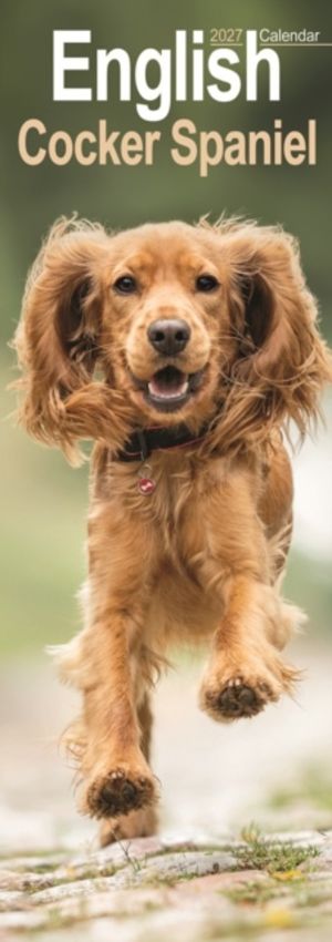English Cocker Spaniel Slim