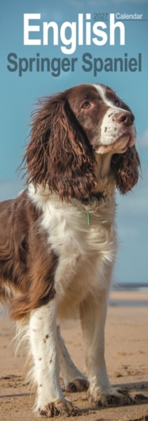English Springer Spaniel Slim