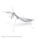 Praying Mantis (Bönsyrsa 1 ark)