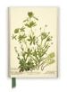 RBGE: Charlotte Cowan Pearson: Stitchworts, Woodruff and Pepperwort (Foiled
