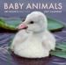 2027 Baby Animals Wall Calendar - Art Wolfe's Wild Lives